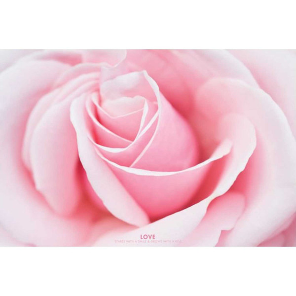  Love (Pink Rose)