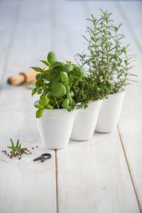    Keter Ivy Herbs  (7290103668112) 5