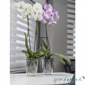    Serinova Orchid 0.7   3