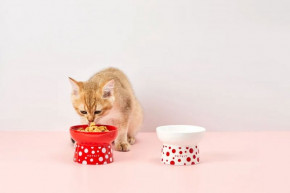   Petkit Polka Dot Bowl Red 6