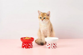   Petkit Polka Dot Bowl Red 9