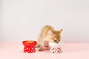   Petkit Polka Dot Bowl White 13