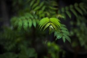 ' 7Artisans M50mm F1.1 Leica M Mount 14