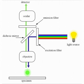  Optika B-293LD1 100x-1000x Trino Fluorescence 7