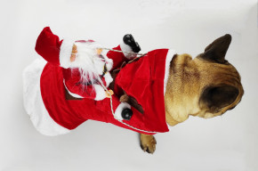     DogClub Santa 3