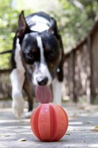    Dexas Ball Offleash  0084297308643 (PWT011-2027) 6