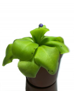   AlienPlants   Pinguicula