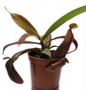     AlienPlants Nepenthes Sanguinea