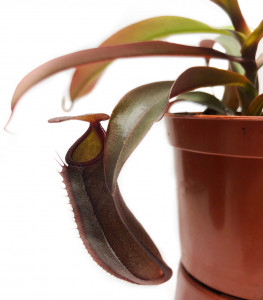     AlienPlants Nepenthes Sanguinea 3