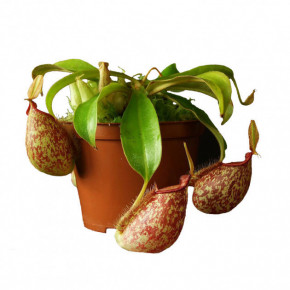     AlienPlants Nepenthes Hookeriana