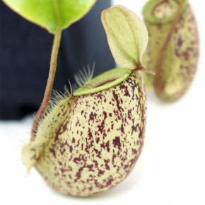     AlienPlants Nepenthes Hookeriana 3