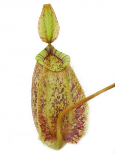     AlienPlants Nepenthes Hookeriana 4