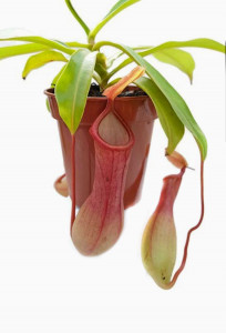     AlienPlants Nepenthes Alata