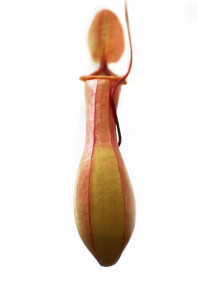     AlienPlants Nepenthes Alata 3