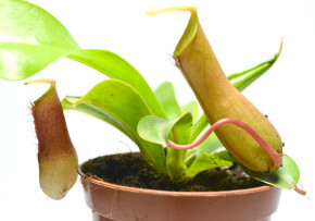     AlienPlants Nepenthes Alata 4