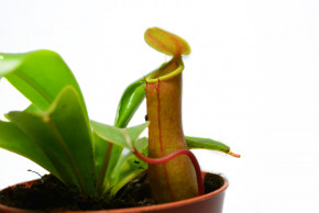     AlienPlants Nepenthes Alata 5