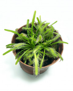     AlienPlants Drosera Capensis