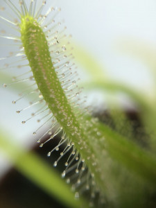     AlienPlants Drosera Capensis 3