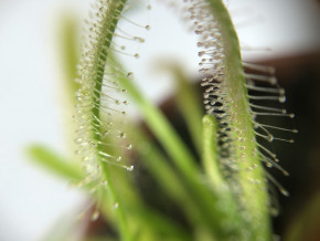     AlienPlants Drosera Capensis 4