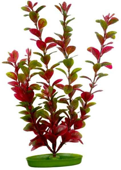   Hagen Red Ludwigia 20