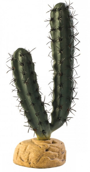  Hagen Finger Cactus