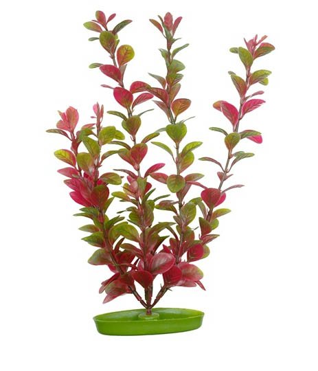   Hagen Red Ludwigia 38