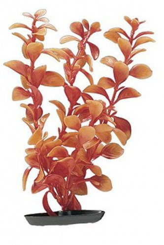   Hagen Red Ludwigia orange 13