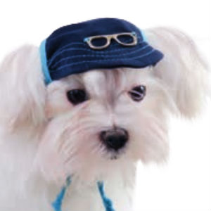    Pet Fashion  S