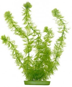   Hagen Hornwort 30