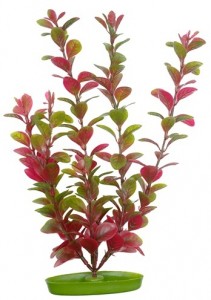   Hagen Red Ludwigia 30