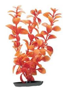   Hagen Red Ludwigia orange 30