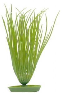   Hagen Hairgrass 13