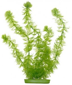   Hagen Hornwort 13