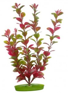   Hagen Red Ludwigia 13