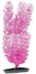   Hagen Foxtail pink 13