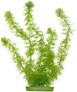   Hagen Hornwort 20