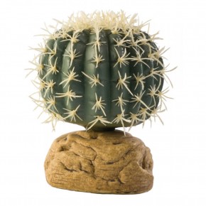  Hagen Barrel Cactus Small