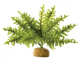  Hagen Boston Fern Medium