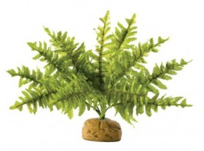  Hagen Boston Fern Small