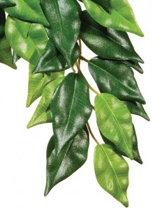   Hagen Ficus . 3