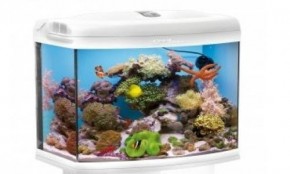  Aquael Reef Max/ Reef Master 60  105L